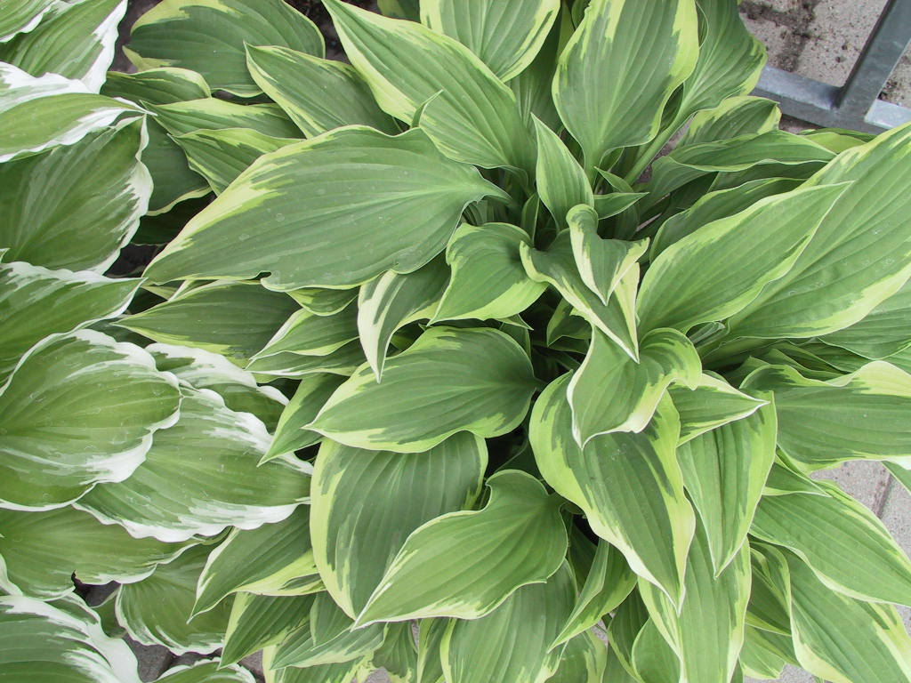 Hosta Hybride Silver Crown 04.jpg